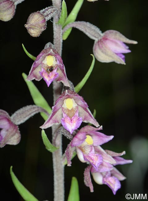 Epipactis atrorubens x palustris = Epipactis x pupplingensis