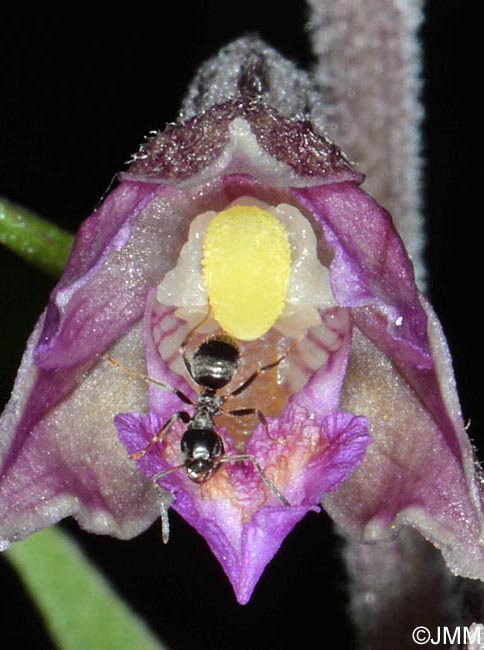 Epipactis atrorubens x palustris = Epipactis x pupplingensis