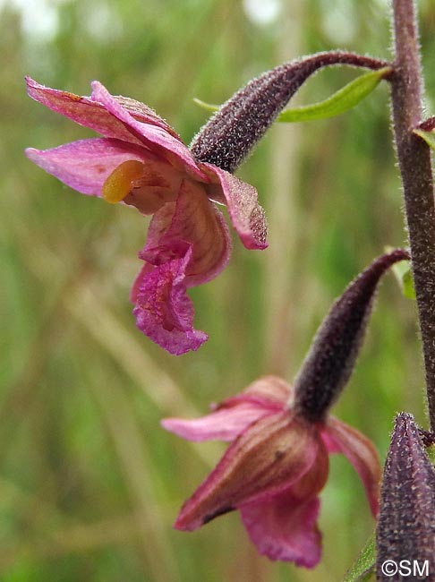 Epipactis atrorubens x palustris = Epipactis x pupplingensis