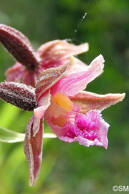 Epipactis atrorubens x palustris = Epipactis x pupplingensis