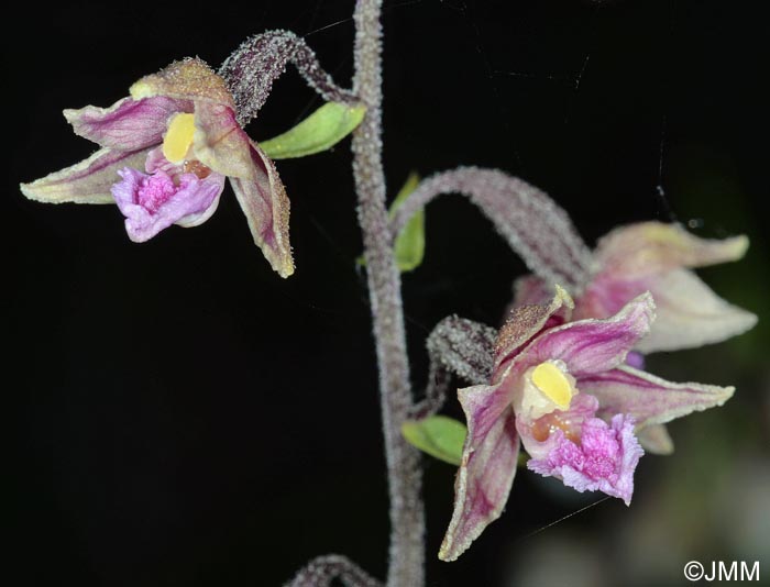 Epipactis atrorubens x palustris = Epipactis x pupplingensis