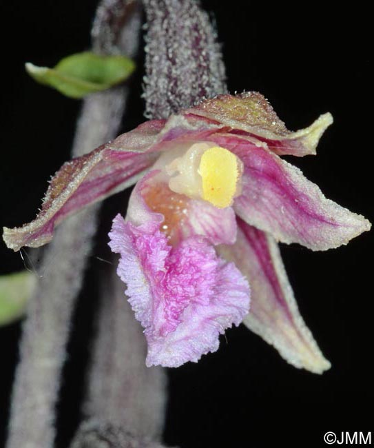 Epipactis atrorubens x palustris = Epipactis x pupplingensis