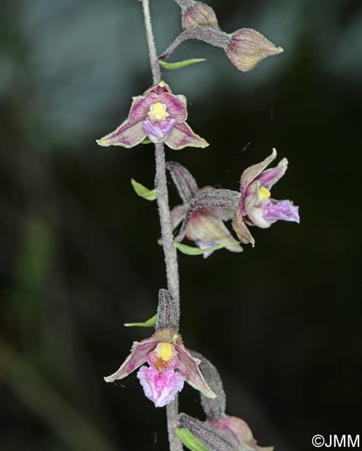 Epipactis atrorubens x palustris = Epipactis x pupplingensis