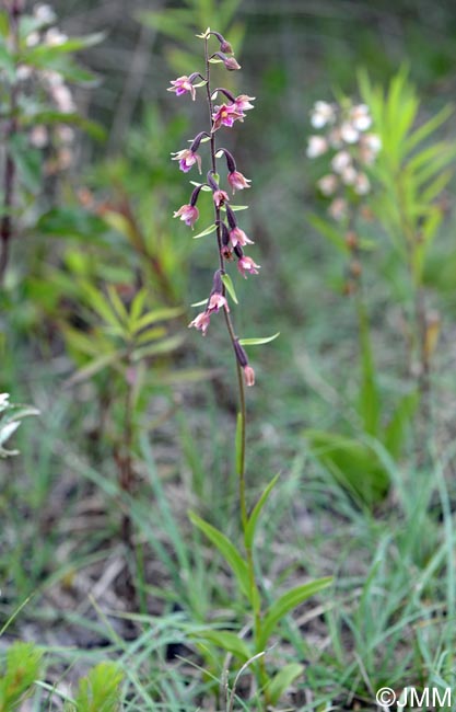 Epipactis atrorubens x palustris = Epipactis x pupplingensis