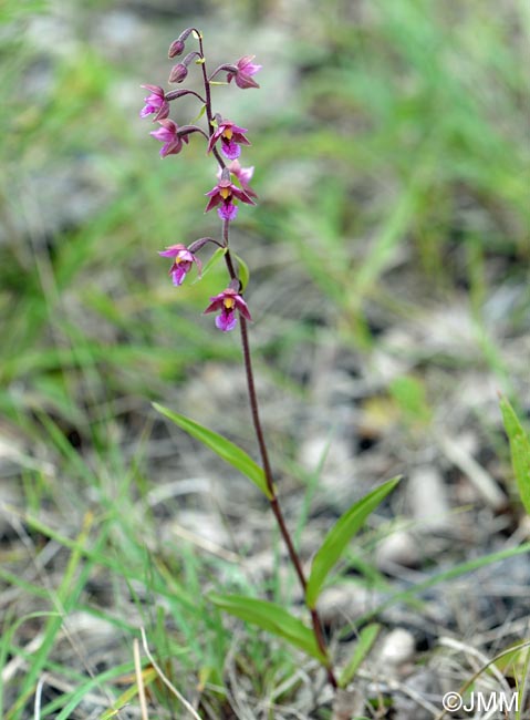 Epipactis atrorubens x palustris = Epipactis x pupplingensis