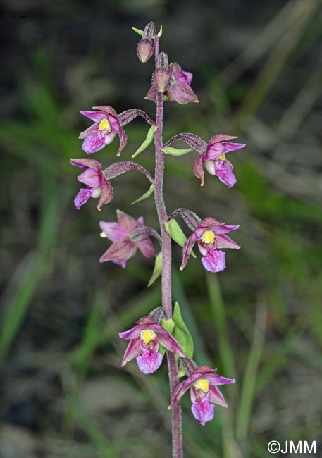 Epipactis atrorubens x palustris = Epipactis x pupplingensis