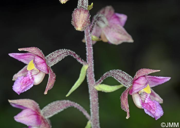 Epipactis atrorubens x palustris = Epipactis x pupplingensis