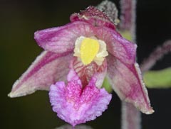 Epipactis x pupplingensis = Epipactis atrorubens x palustris