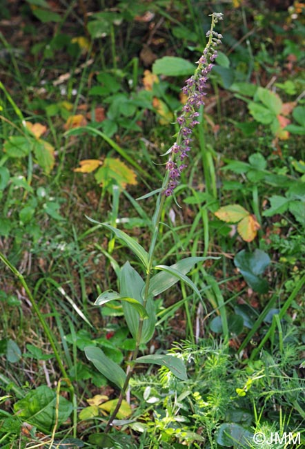 Epipactis atrorubens x helleborine = Epipactis x schmalhausenii