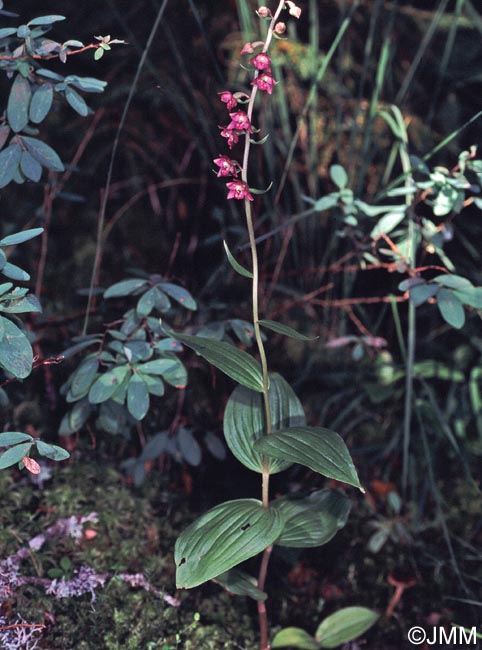 Epipactis atrorubens x helleborine = Epipactis x schmalhausenii