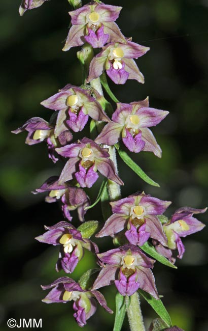 Epipactis atrorubens x helleborine = Epipactis x schmalhausenii