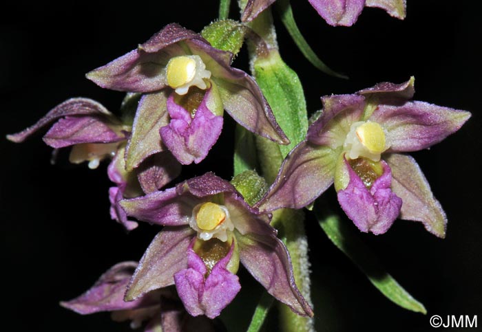 Epipactis atrorubens x helleborine = Epipactis x schmalhausenii