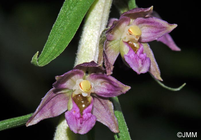 Epipactis atrorubens x helleborine = Epipactis x schmalhausenii