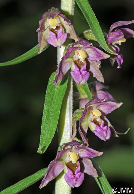 Epipactis atrorubens x helleborine = Epipactis x schmalhausenii