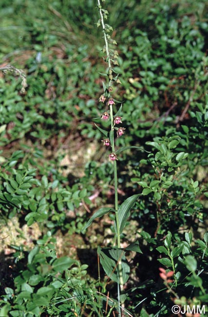 Epipactis atrorubens x helleborine = Epipactis x schmalhausenii