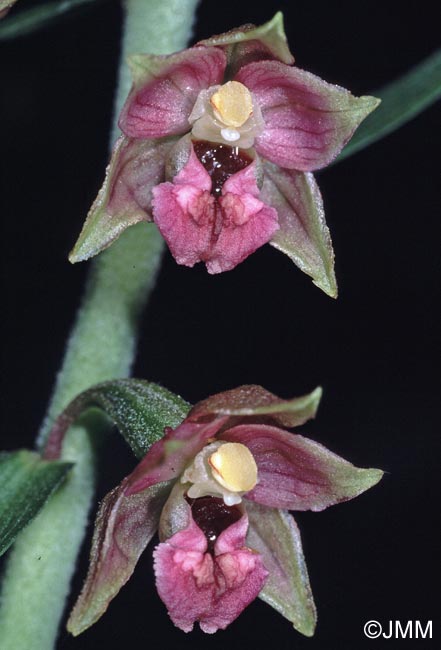 Epipactis atrorubens x helleborine = Epipactis x schmalhausenii