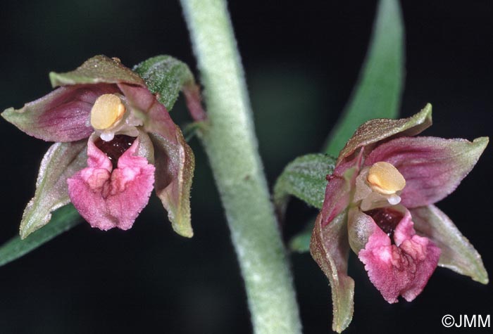 Epipactis atrorubens x helleborine = Epipactis x schmalhausenii