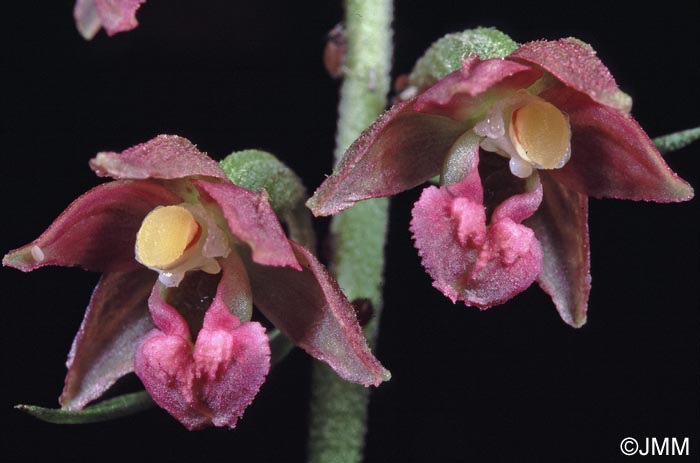 Epipactis atrorubens x helleborine = Epipactis x schmalhausenii