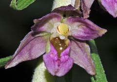 Epipactis x schmalhausenii