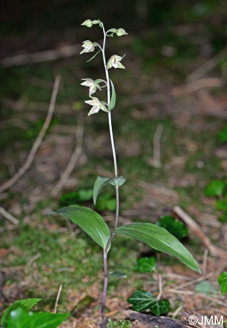 Epipactis helleborine x purpurata = Epipactis x schulzei