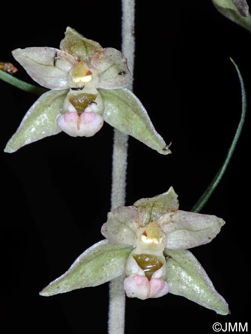 Epipactis helleborine x purpurata = Epipactis x schulzei