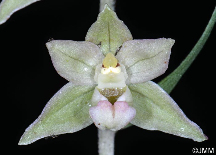 Epipactis helleborine x purpurata = Epipactis x schulzei