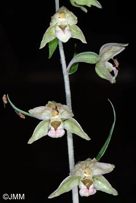 Epipactis helleborine x purpurata = Epipactis x schulzei