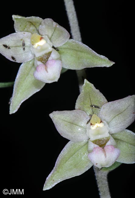 Epipactis helleborine x purpurata = Epipactis x schulzei