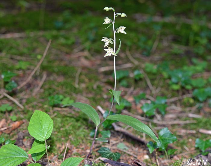 Epipactis helleborine x purpurata = Epipactis x schulzei