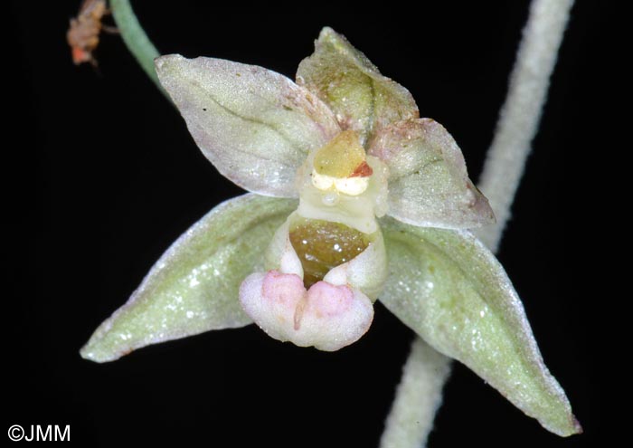 Epipactis helleborine x purpurata = Epipactis x schulzei