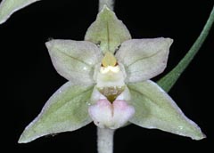 Epipactis x schulzei