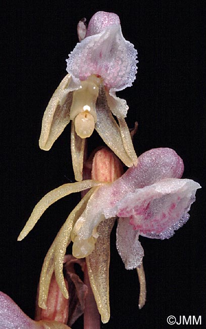 Epipogium aphyllum