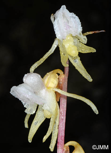 Epipogium aphyllum