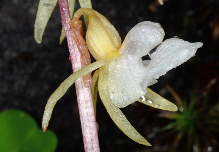 Epipogium aphyllum