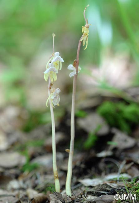 Epipogium aphyllum