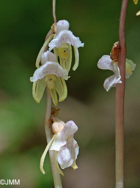 Epipogium aphyllum