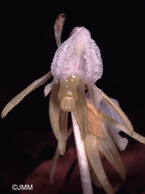 Epipogium aphyllum