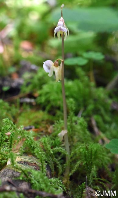 Epipogium aphyllum