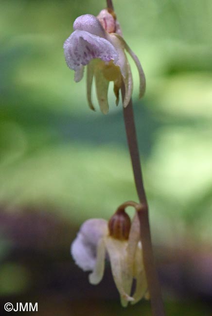 Epipogium aphyllum
