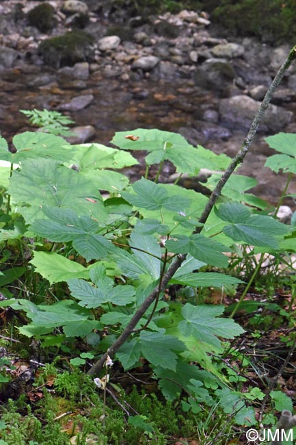 Epipogium aphyllum : biotope
