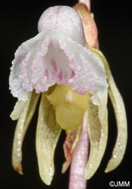Epipogium aphyllum