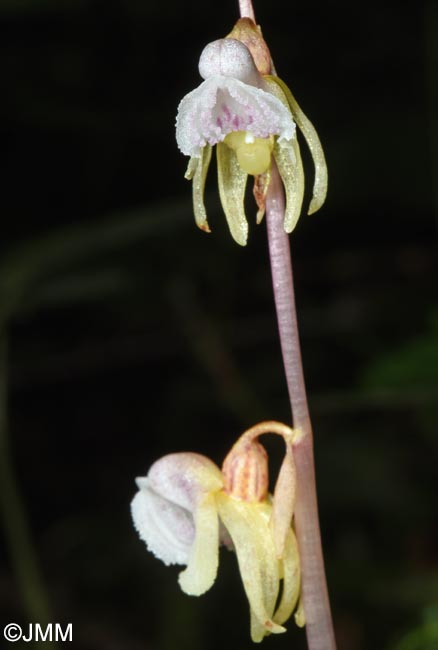 Epipogium aphyllum