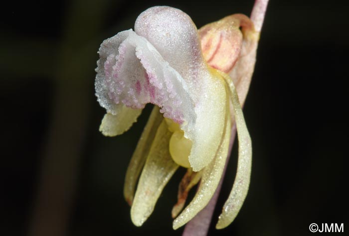 Epipogium aphyllum