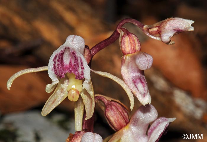 Epipogium aphyllum