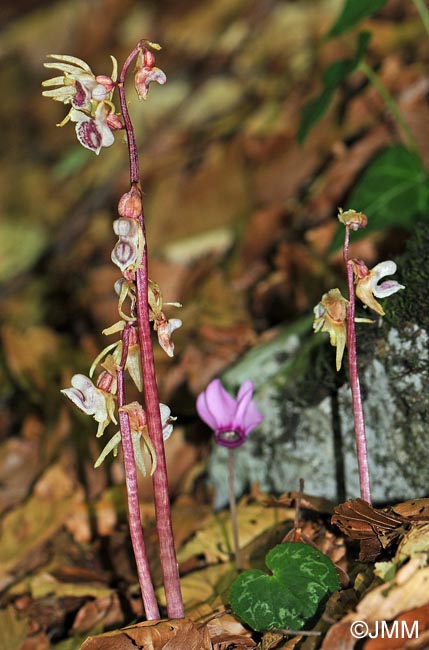 Epipogium aphyllum & Cyclamen purpurascens