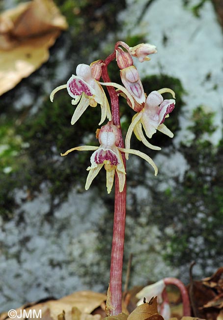 Epipogium aphyllum