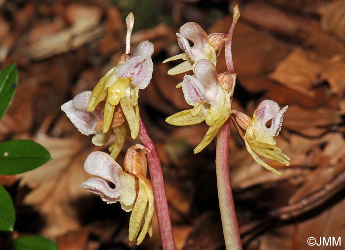 Epipogium aphyllum