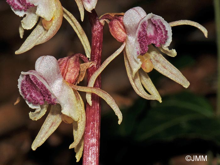 Epipogium aphyllum