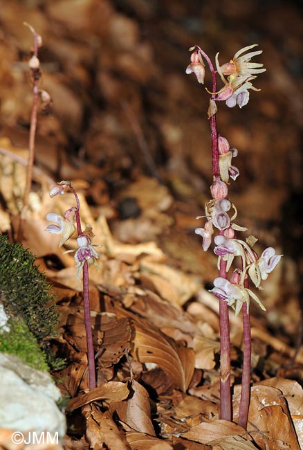 Epipogium aphyllum