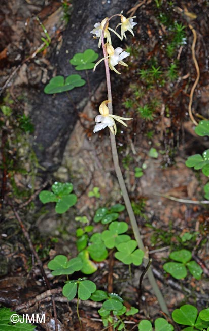 Epipogium aphyllum